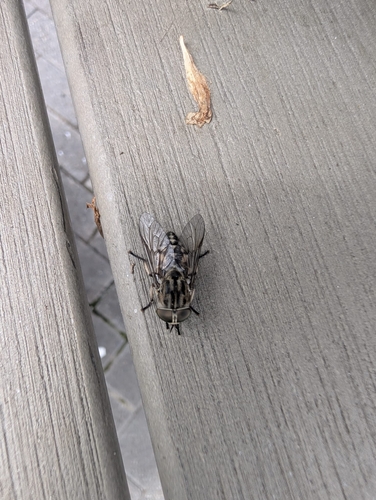 Large Marsh Horse Fly