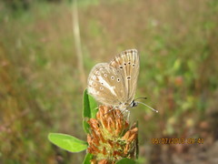 Aricia nicias