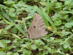 Melanitis leda