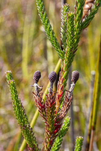 Berzelia ecklonii (Berzelia ecklonii)