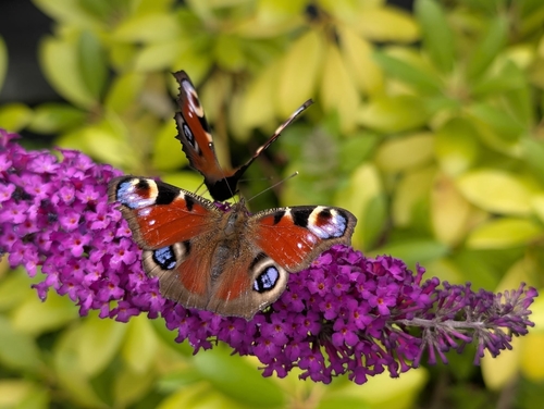 European Peacock Butterfly