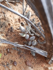 Adromischus filicaulis
