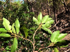 Petalostigma triloculare