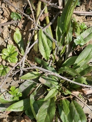Saussurea pseudotilesii