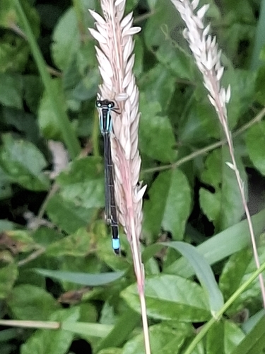 Blue-tailed Damselfly