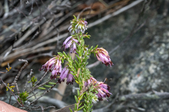 Erica labialis, photograph (c) magriet b, some rights reserved (CC BY-SA)