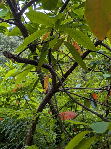 Persea indica, photograph 5