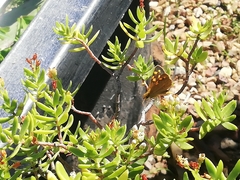 Metisella metis