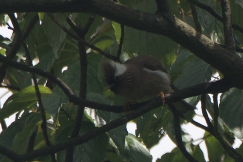 White-collared Yuhina