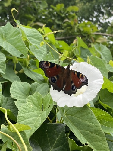 European peacock butterfly