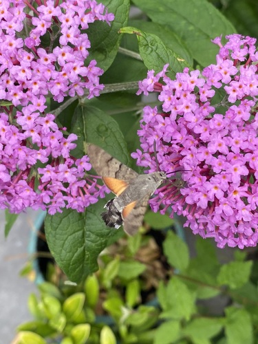 Eurasian Hummingbird Hawkmoth