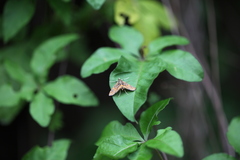 Paracymoriza cataclystalis