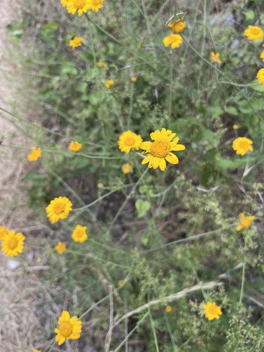 Golden marguerite