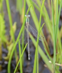 Lestes concinnus