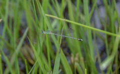 Lestes concinnus