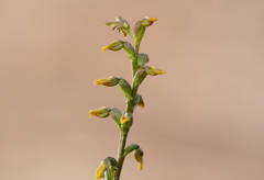 Genoplesium nigricans