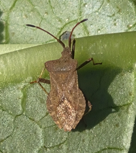 Dock Bug