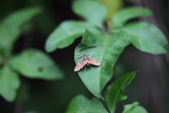 Paracymoriza cataclystalis