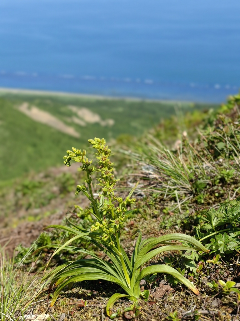 Veratrum anticleoides