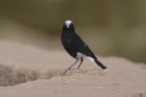 White-crowned Wheatear