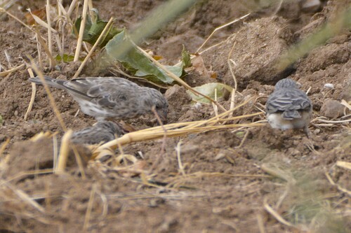 White-rumped Seedeater (Crithagra leucopygia), photo 10