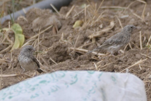 White-rumped Seedeater (Crithagra leucopygia), photo 9