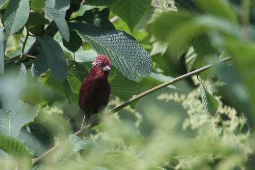 Vinaceous Rosefinch