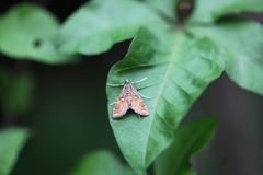 Paracymoriza cataclystalis
