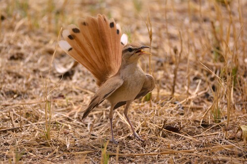 Rufous-tailed Scrub-Robin