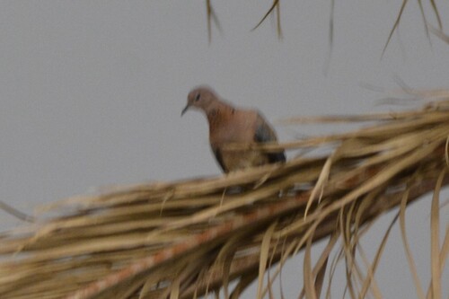 Laughing Dove
