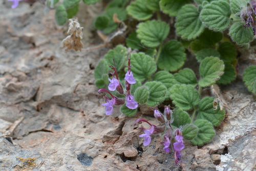 Teucrium francisci-werneri