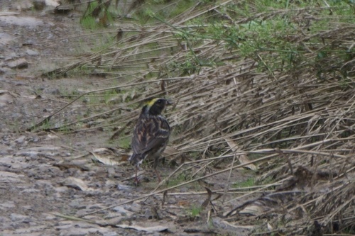 Yellow-throated Bunting