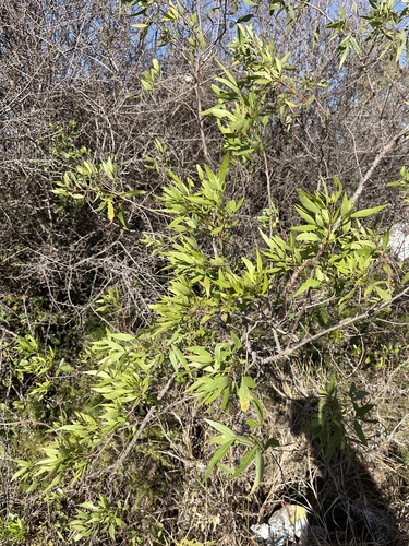 Searsia leptodictya