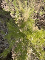 author not stated, no rights reserved Asparagus suaveolens, photograph author not stated, no rights reserved