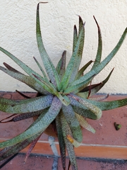 Aloe pictifolia