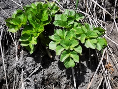 Angelica gmelinii