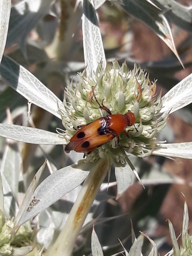Macrosiagon tricuspidata