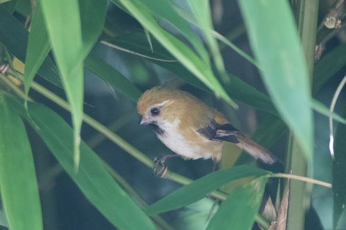Golden Parrotbill