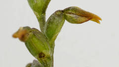 Genoplesium nigricans