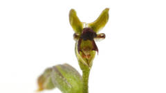 Genoplesium nigricans