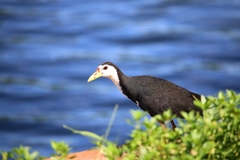 Amaurornis phoenicurus