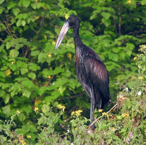 iNaturalist image