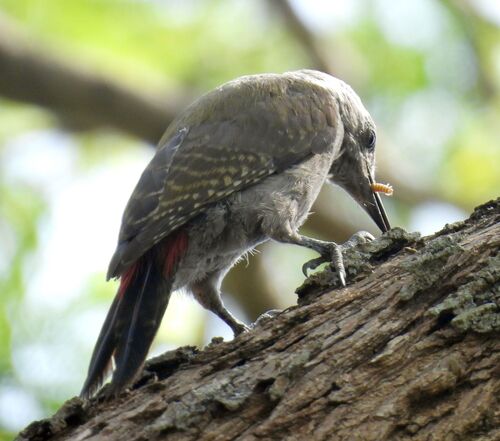 iNaturalist image