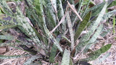 Gasteria pulchra