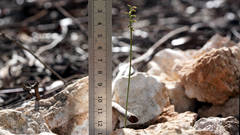 Genoplesium nigricans