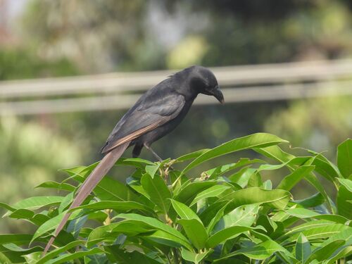 iNaturalist image