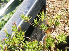 Metisella metis
