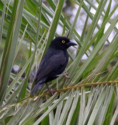iNaturalist image
