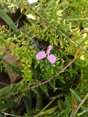 Polygala gazensis