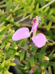 Polygala gazensis